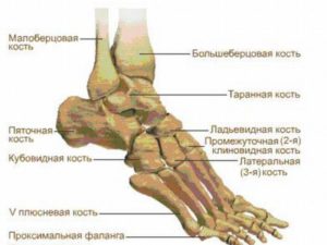 Схема строения костей ступни