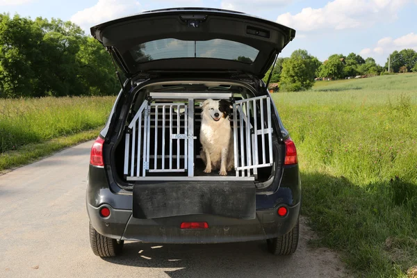 Собаки в автомобиле — стоковое фото