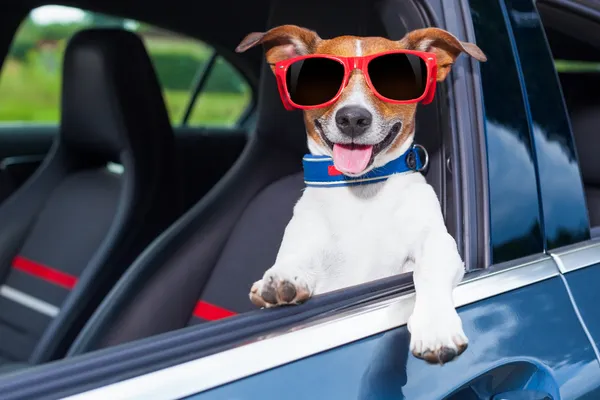 Собака окна автомобиля — стоковое фото