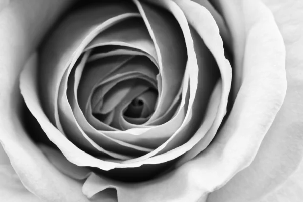 Черно-белые, красивые, тонкие лепестки роз — стоковое фото