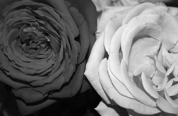 Черные и белые розы — стоковое фото