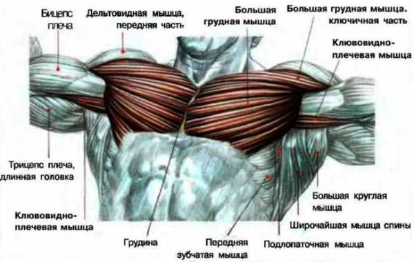 Упражнения с гирей на грудные мышцы